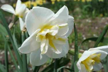Narcis Lemon Beauty